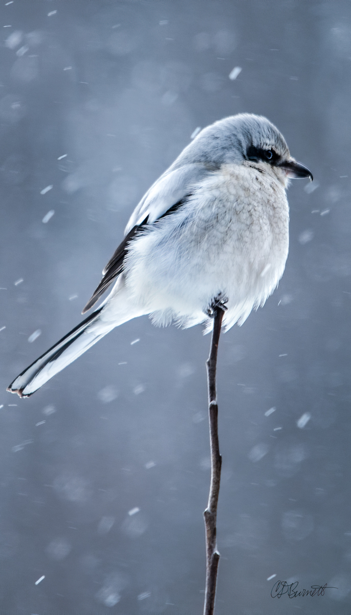 2025 Winter Solstice Art & Evergreen at PWPL!