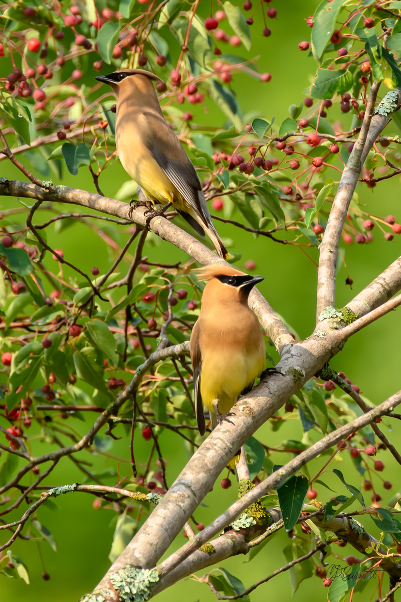 Art Talk: Chris Burnett, Ecologist and Photographer